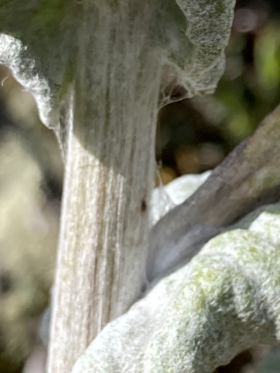 Senecio tergolanatus bark