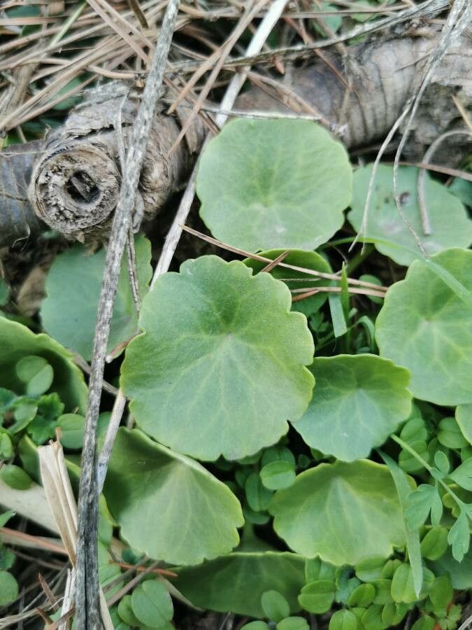 Umbilicus rupestris leaf