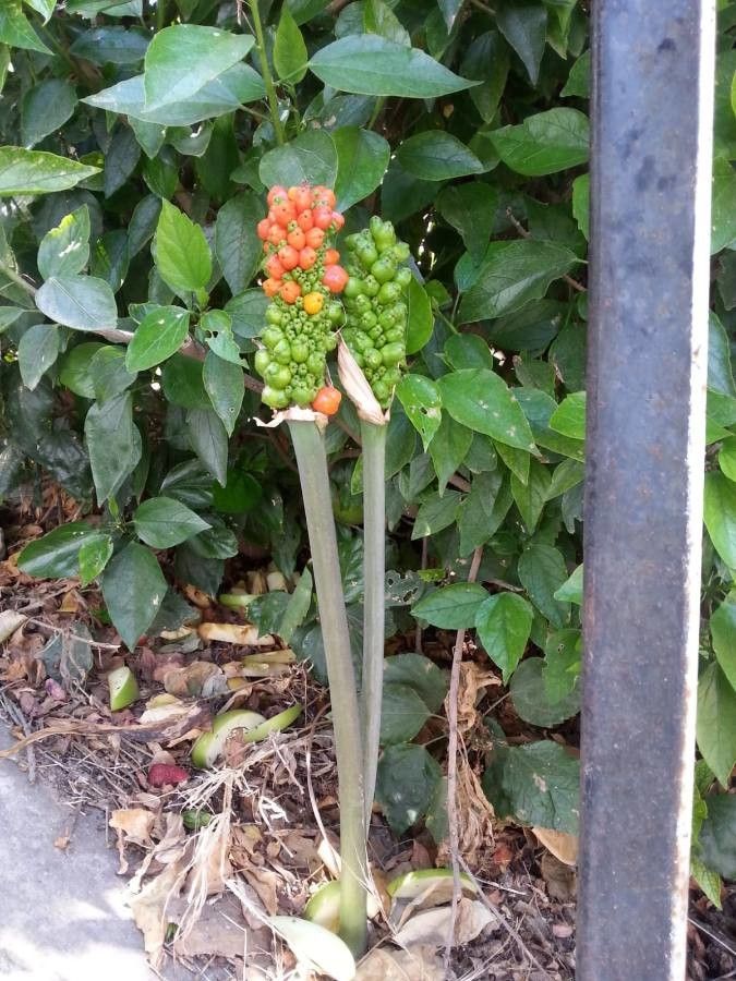 Arum palaestinum fruit