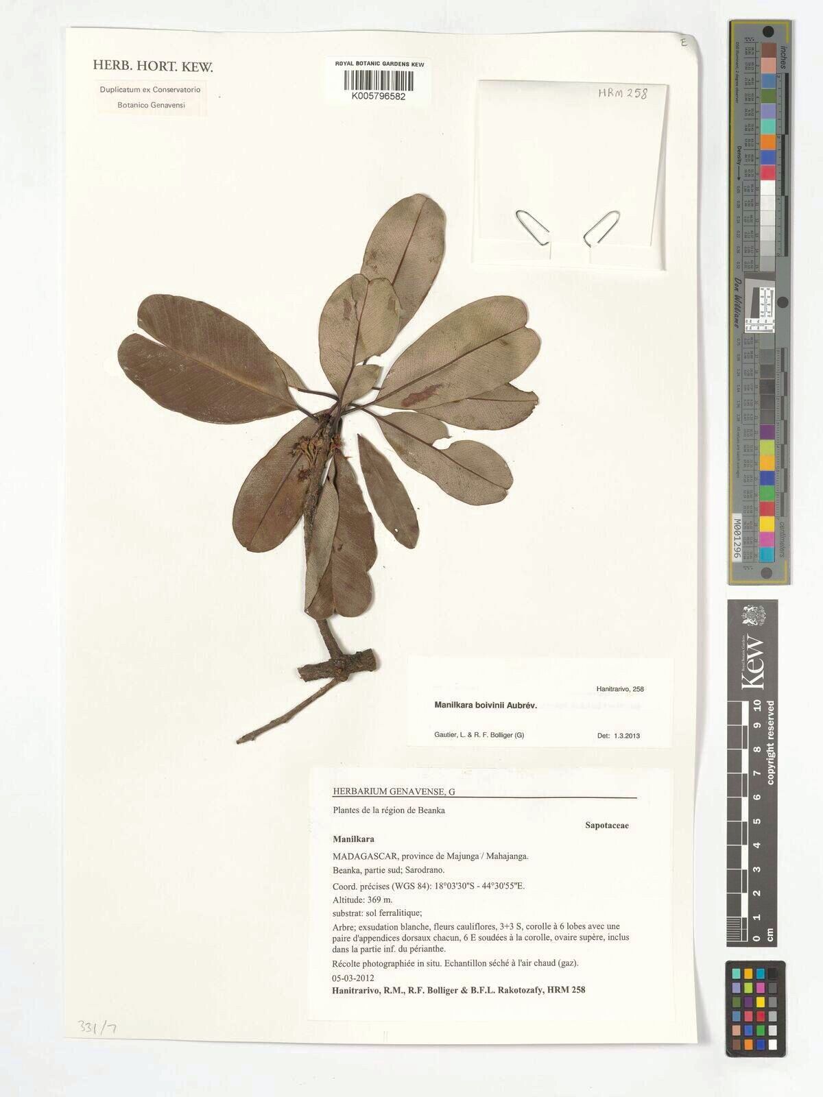 Manilkara boivinii — related species from the same genus