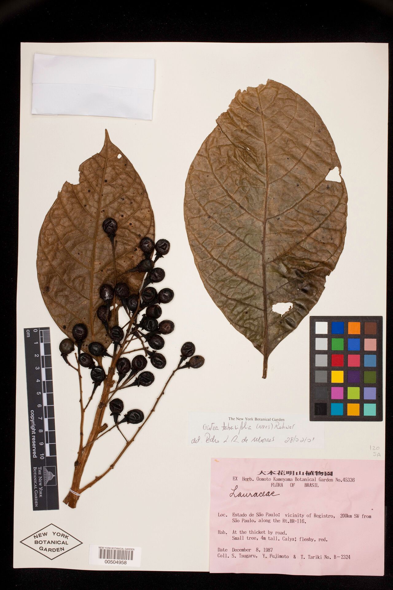 Ocotea tabacifolia fruit