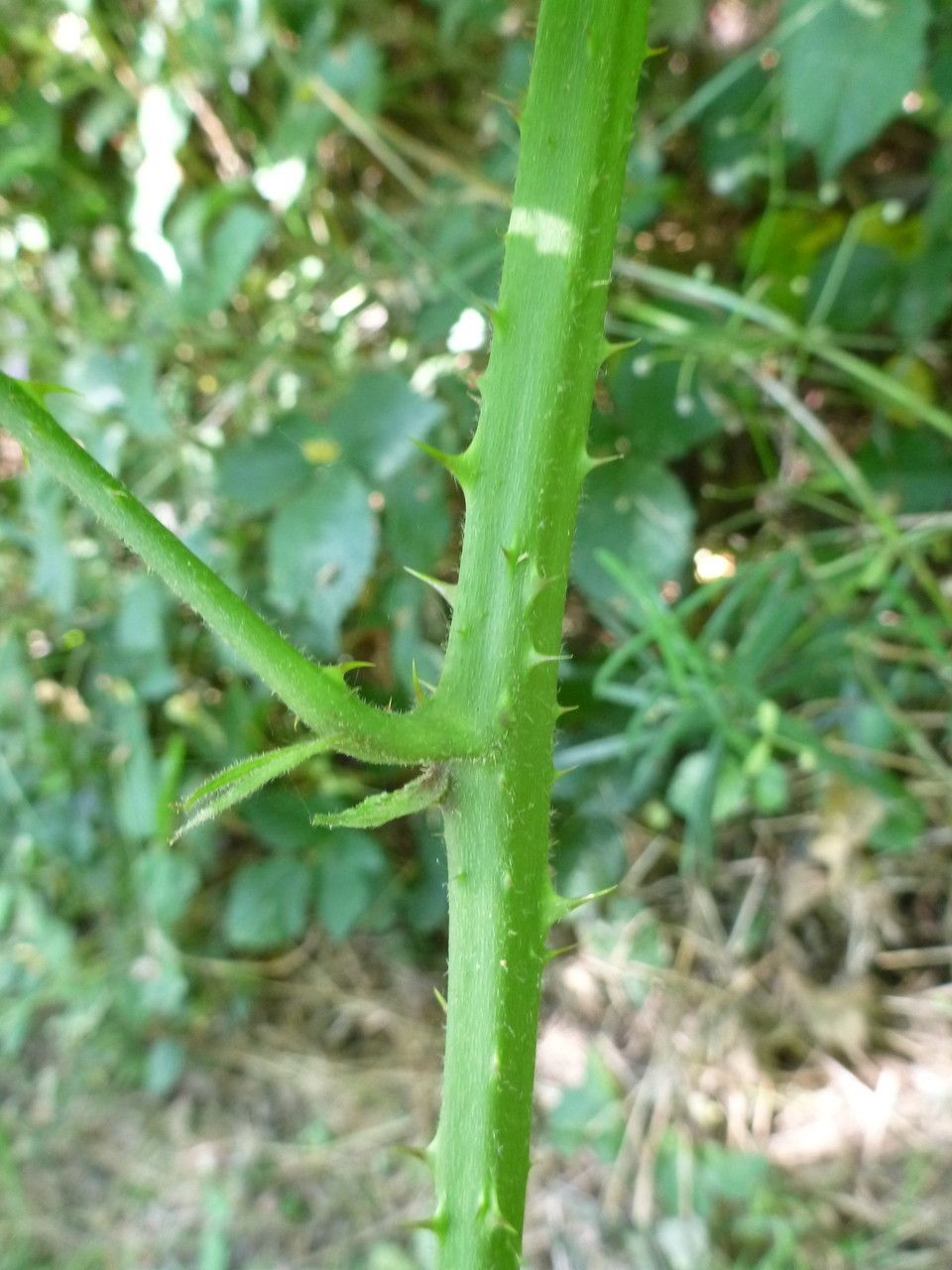 Rubus boraeanus bark