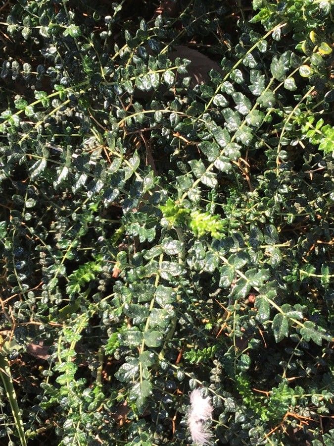 Sarcopoterium spinosum leaf