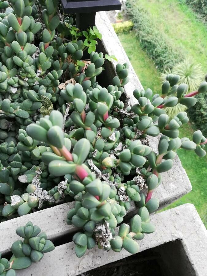 Delosperma taylorii — houseplant care guide