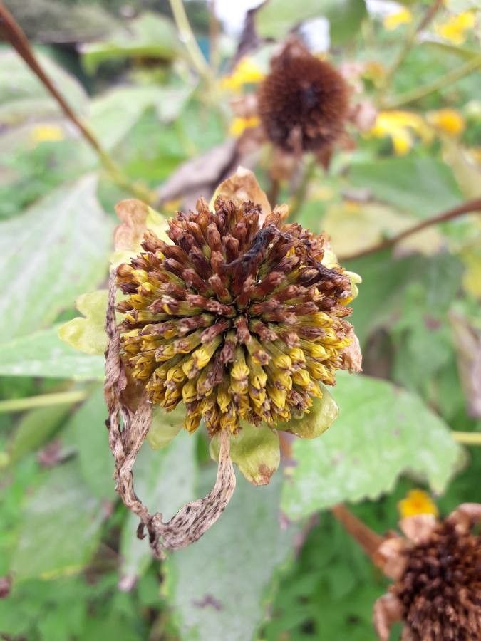 Tithonia diversifolia fruit