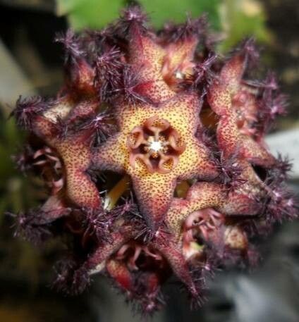 Monolluma hexagona — related species from the same genus