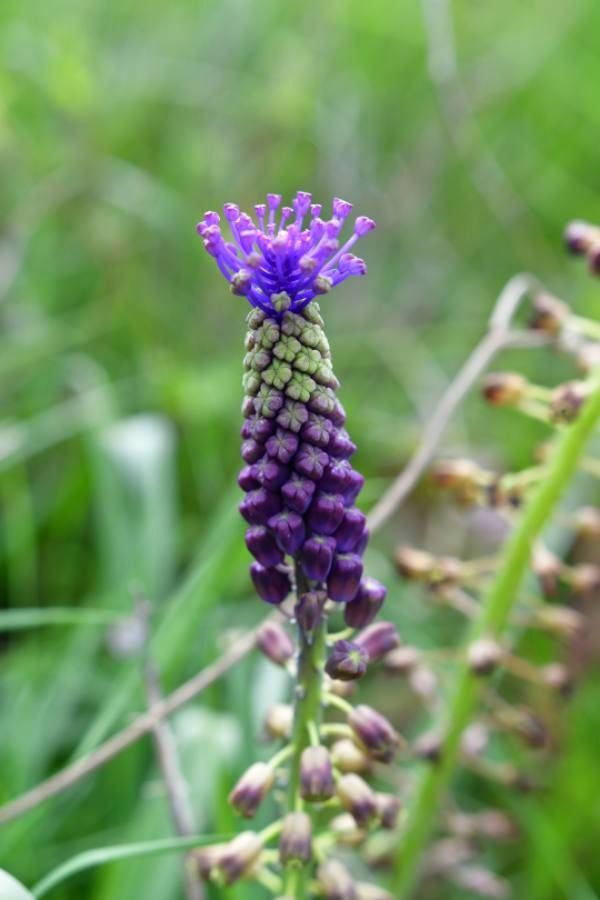 Leopoldia comosa flower