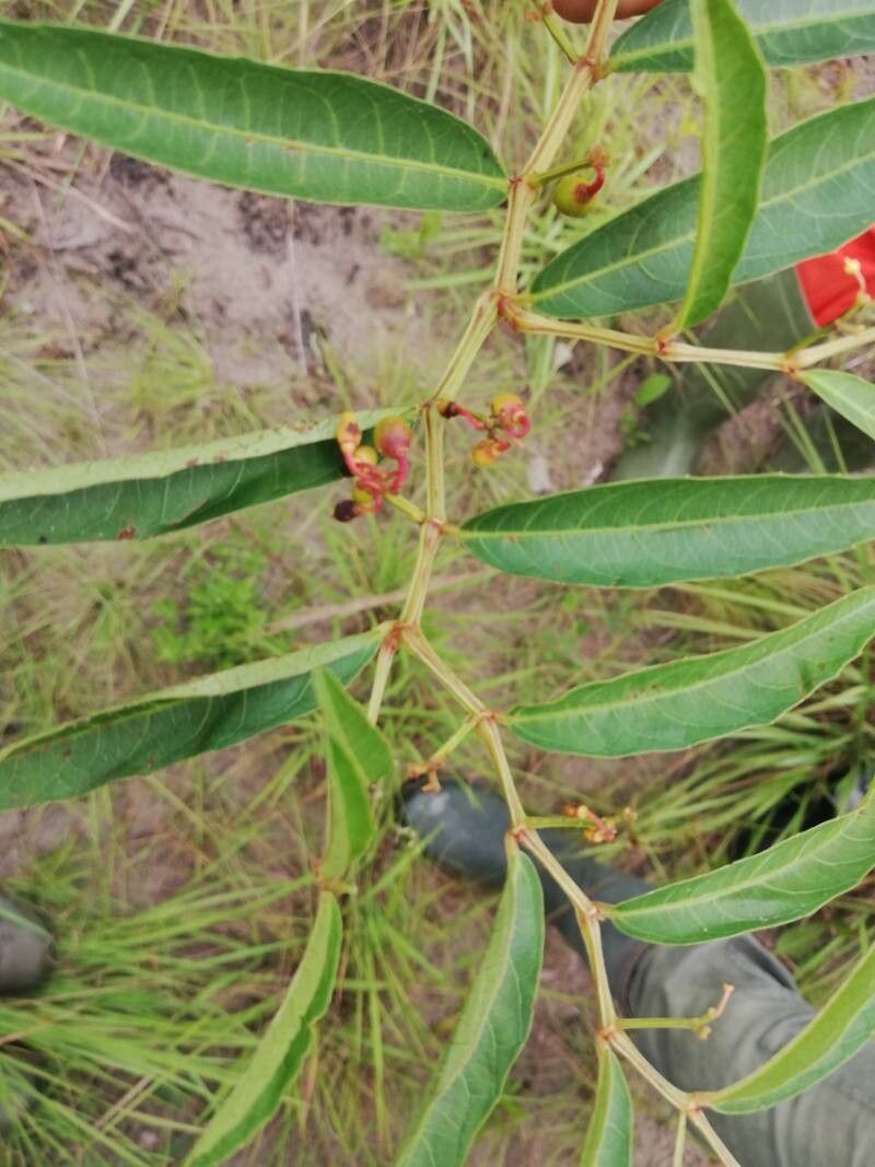 Cissus guerkeana — houseplant care guide