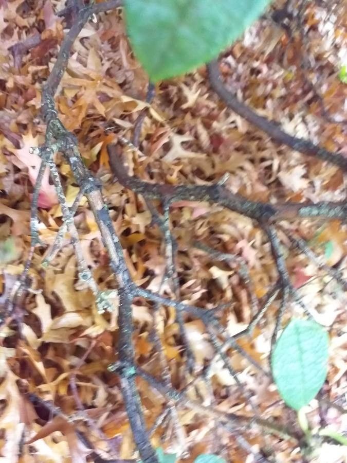 Rhododendron wiltonii bark