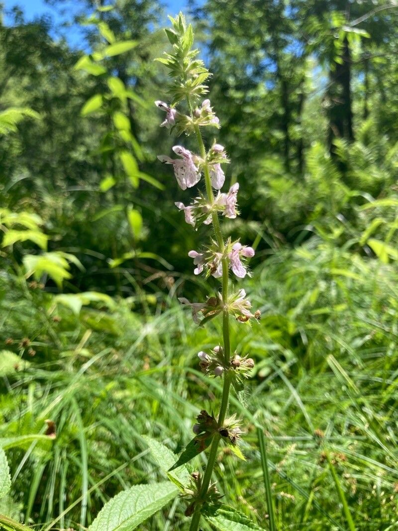 Stachys pilosa flower