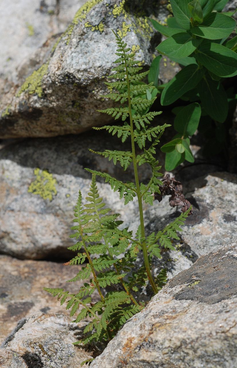 Cystopteris dickieana — related species from the same genus