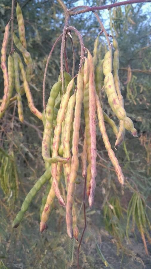 Prosopis velutina fruit
