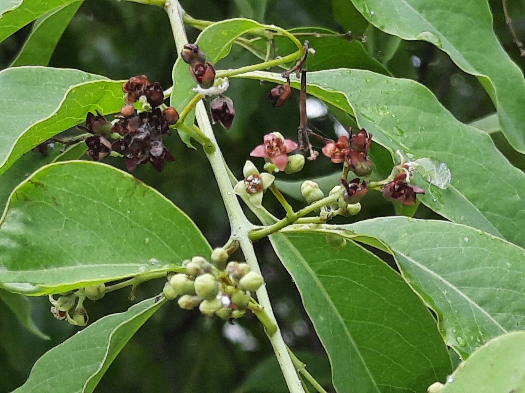 Santalum album flower