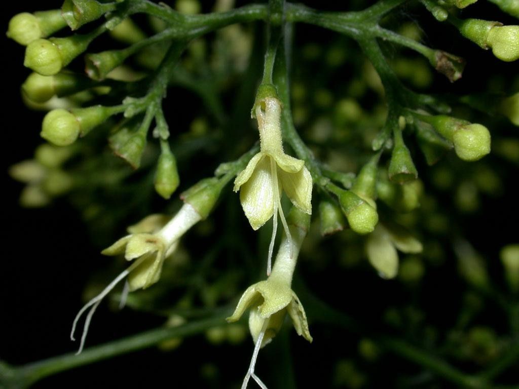 Aegiphila falcata flower