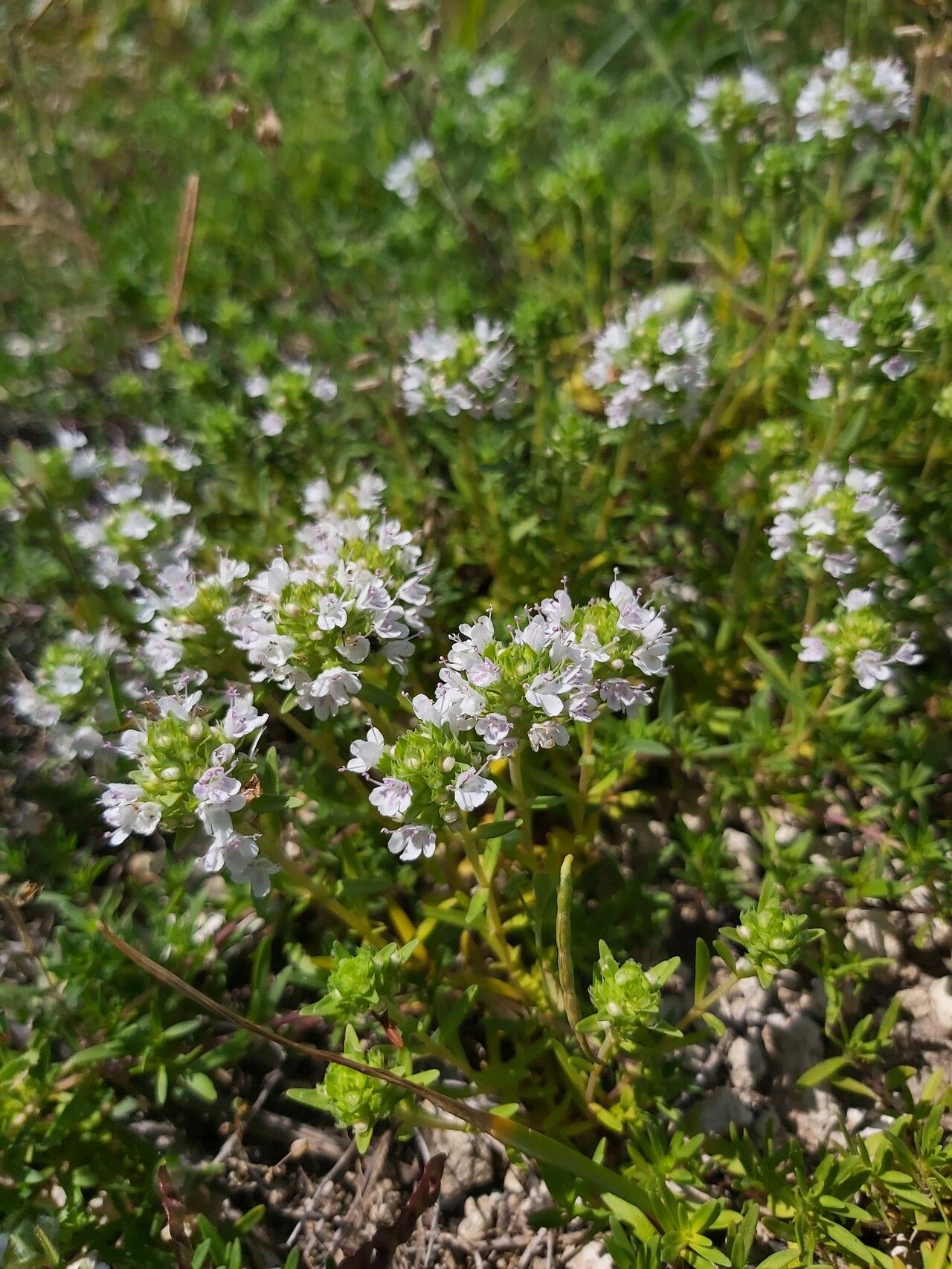 Thymus aznavourii