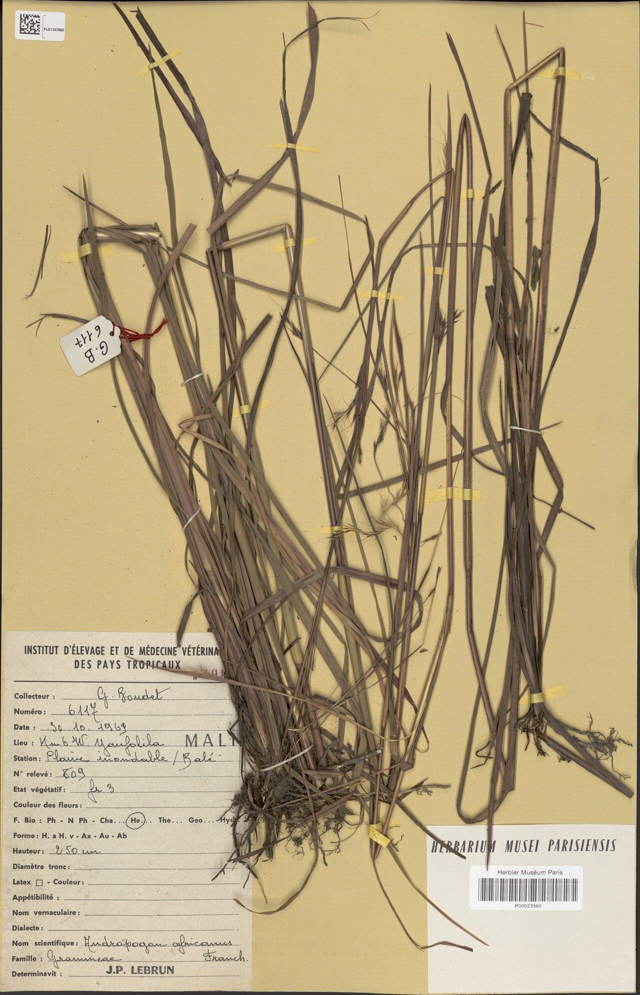 Andropogon africanus