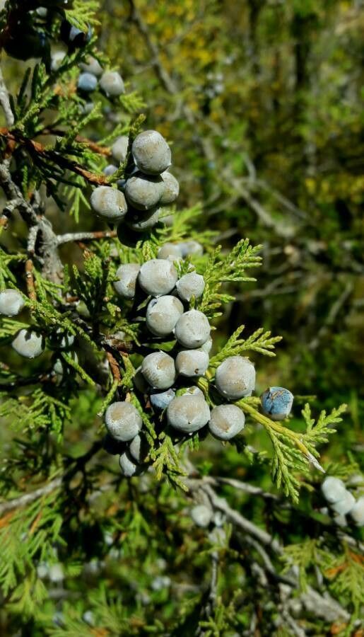 Juniperus thurifera fruit