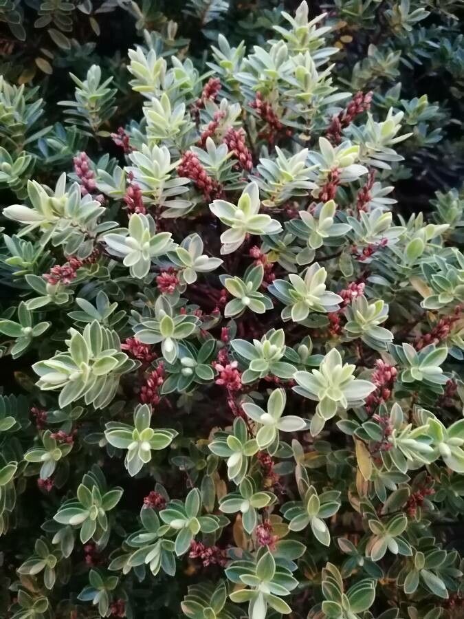 Hebe brachysiphon leaf