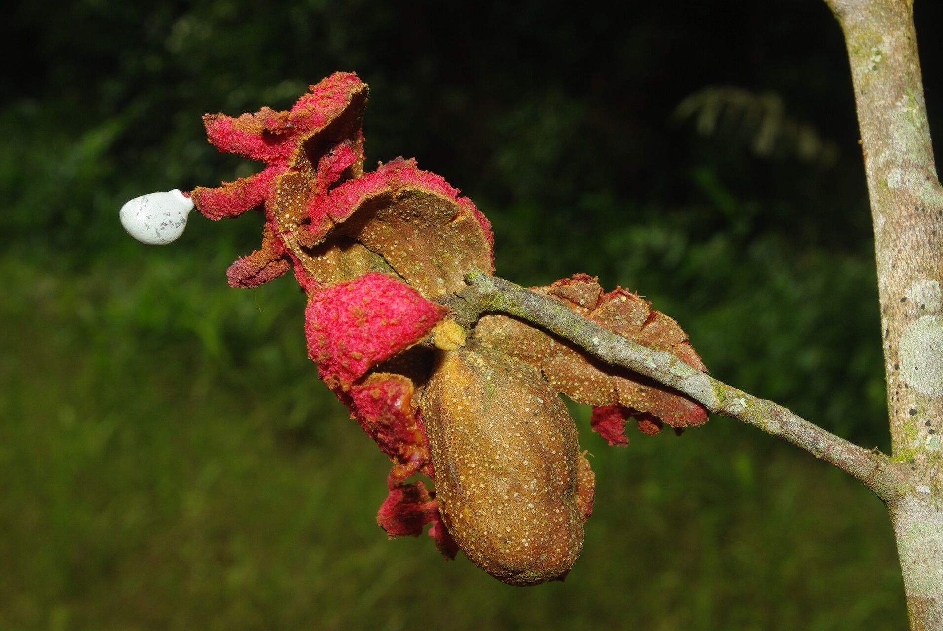 Xylopia hypolampra fruit