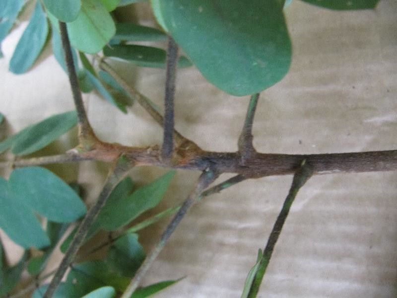 Hymenolobium flavum other