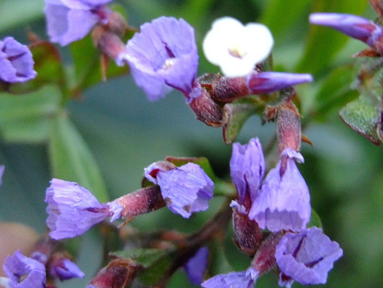 Limonium frutescens flower