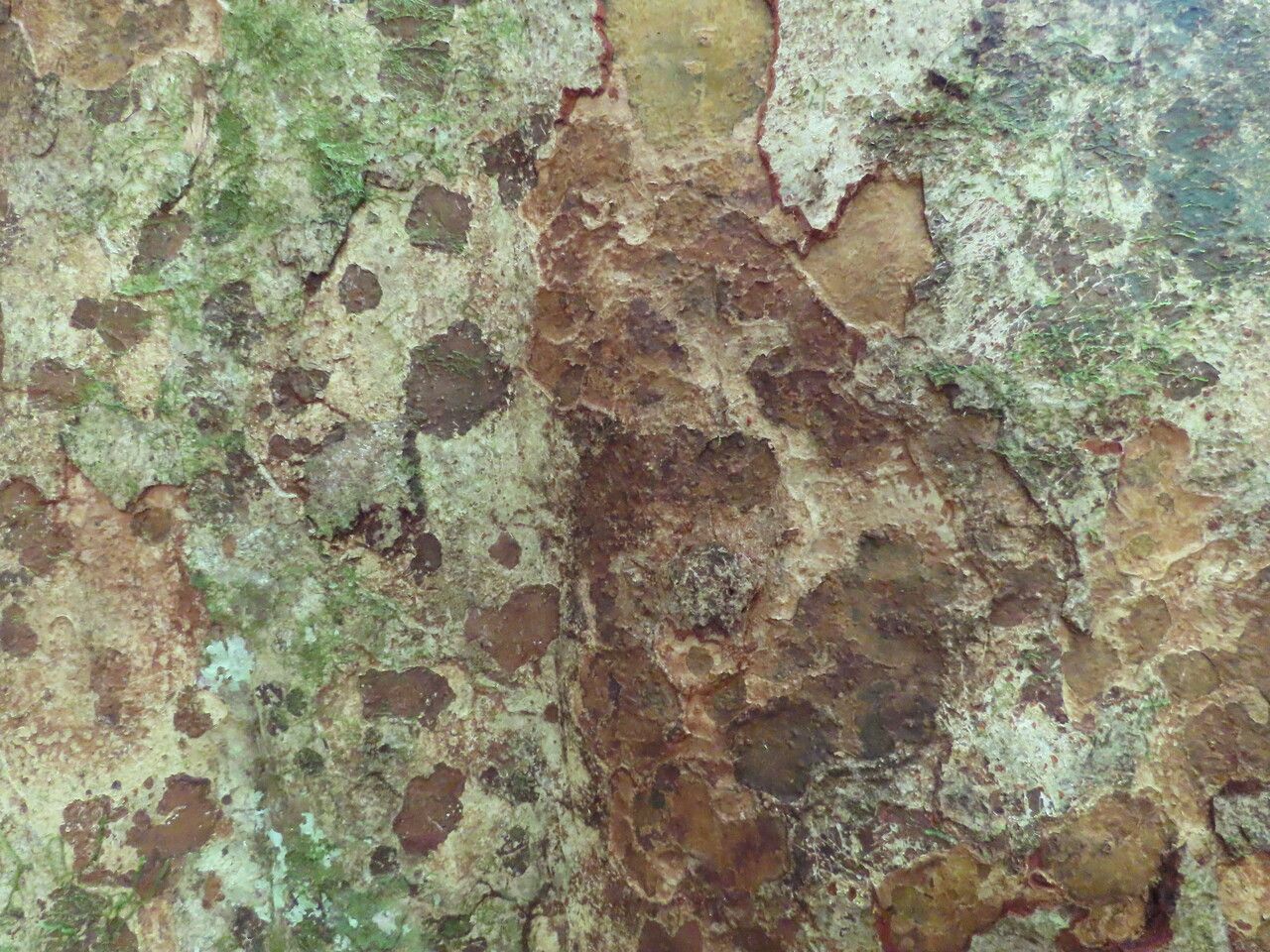 Carapa nicaraguensis bark