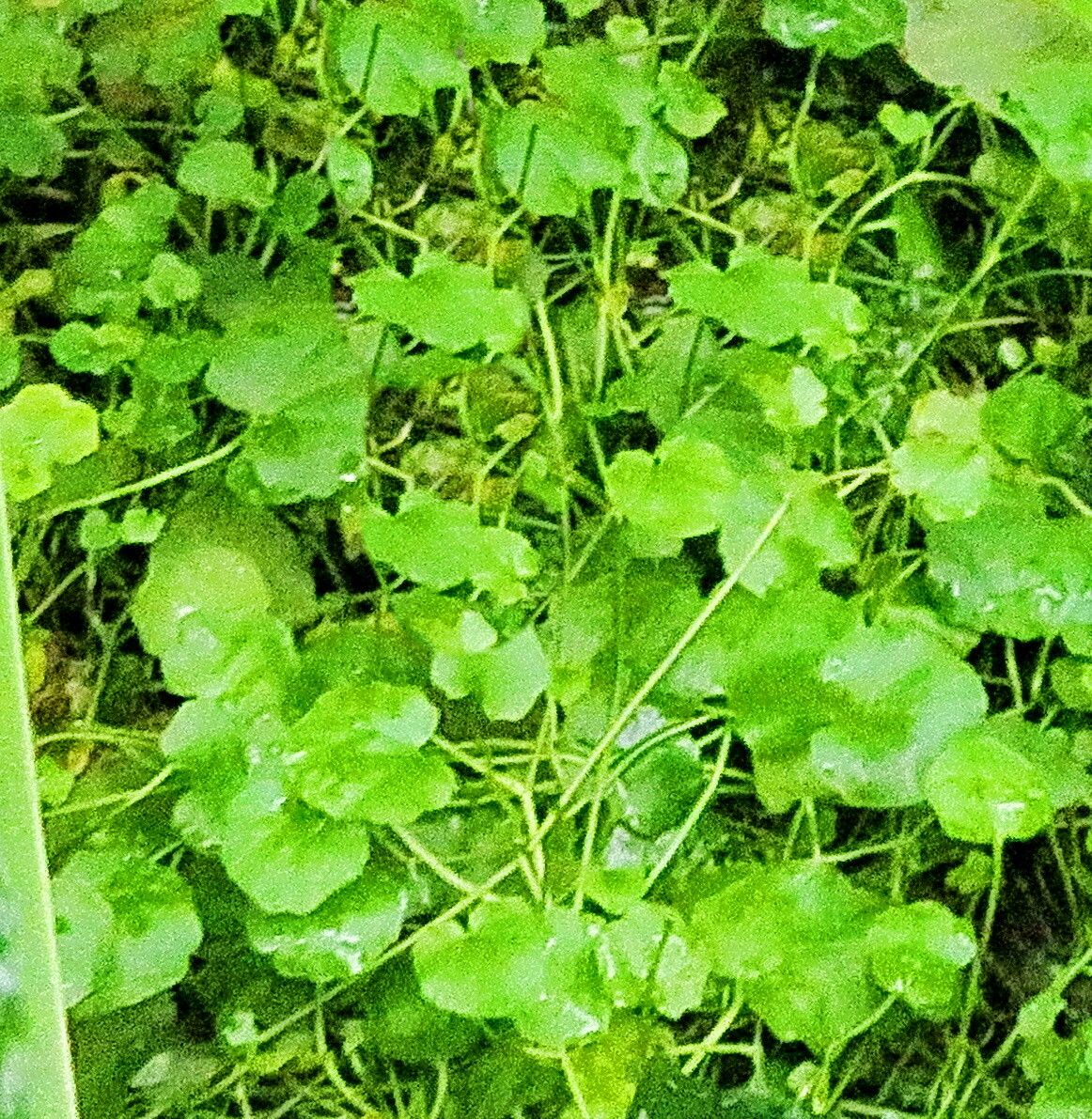 Cardamine lyrata — search result for 'Cardamine'