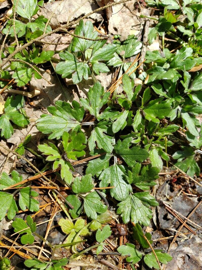 Ranunculus fascicularis — search result for 'Ranunculus'