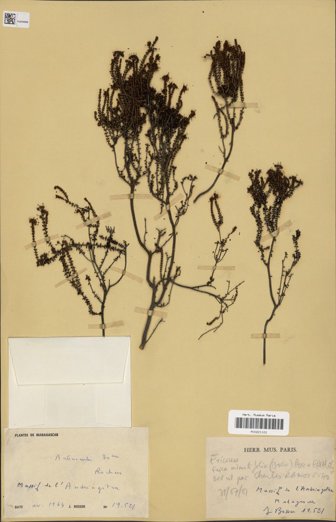 Erica minutifolia — search result for 'Erica'