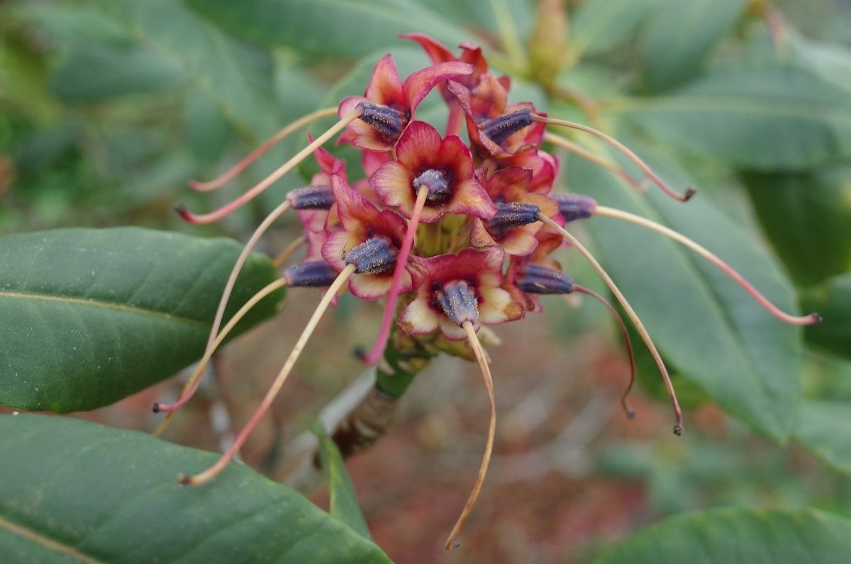 Rhododendron meddianum fruit
