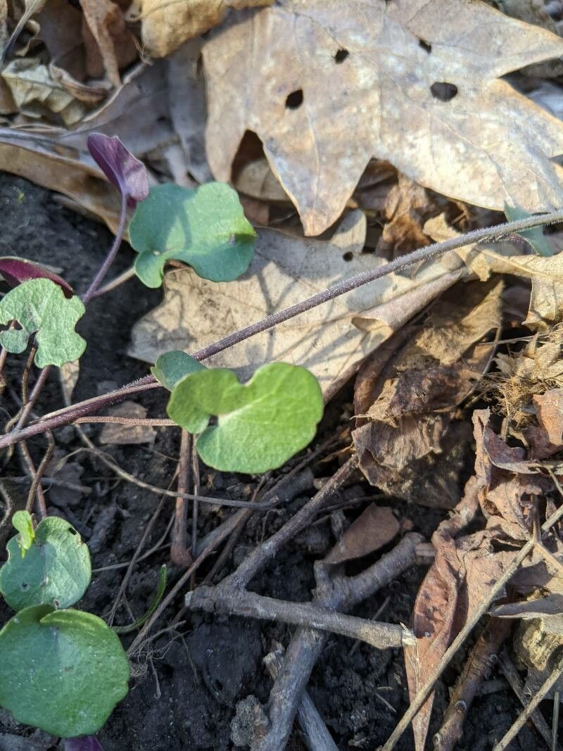 Cardamine douglassii leaf