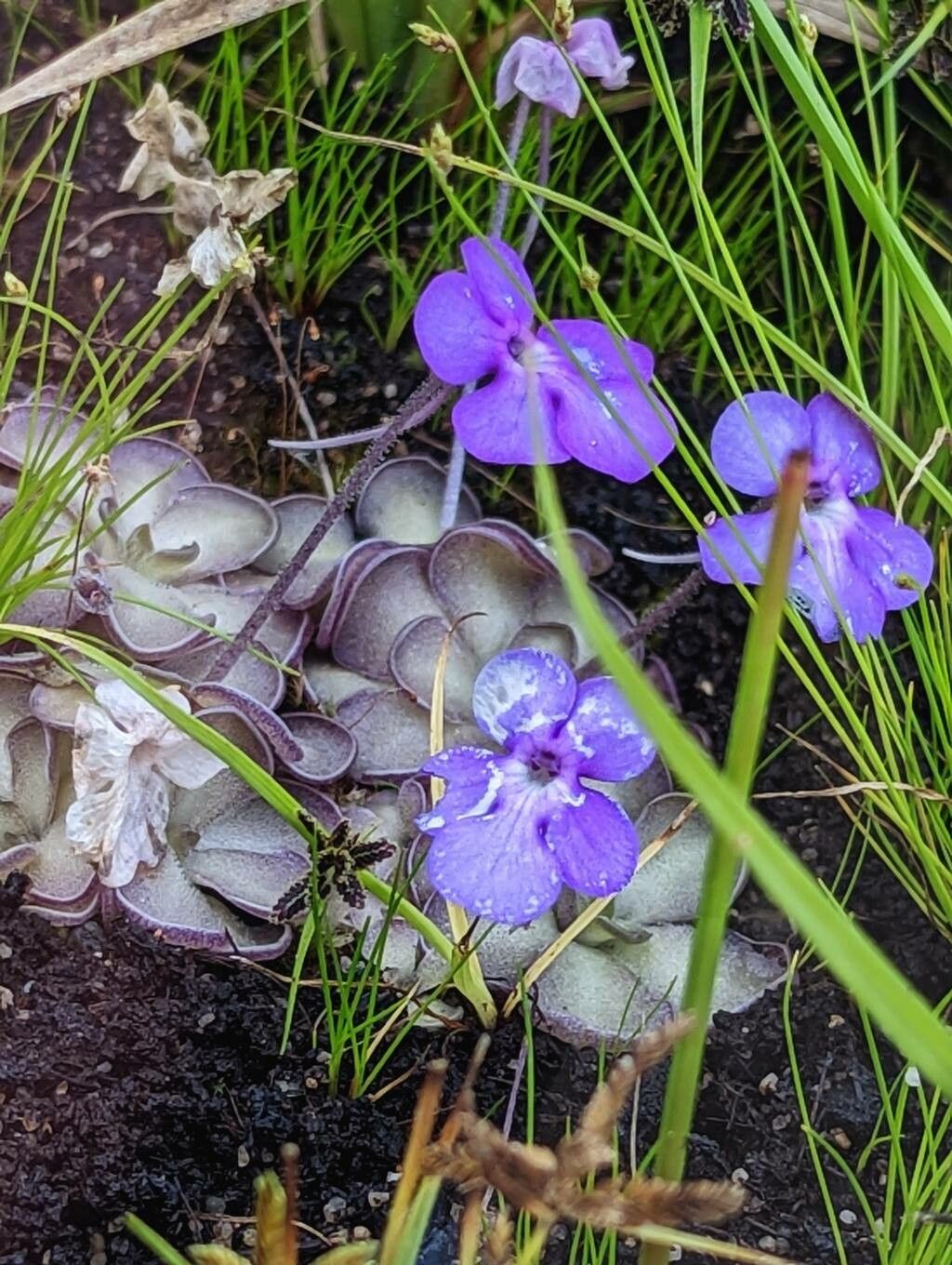 Pinguicula cyclosecta habit