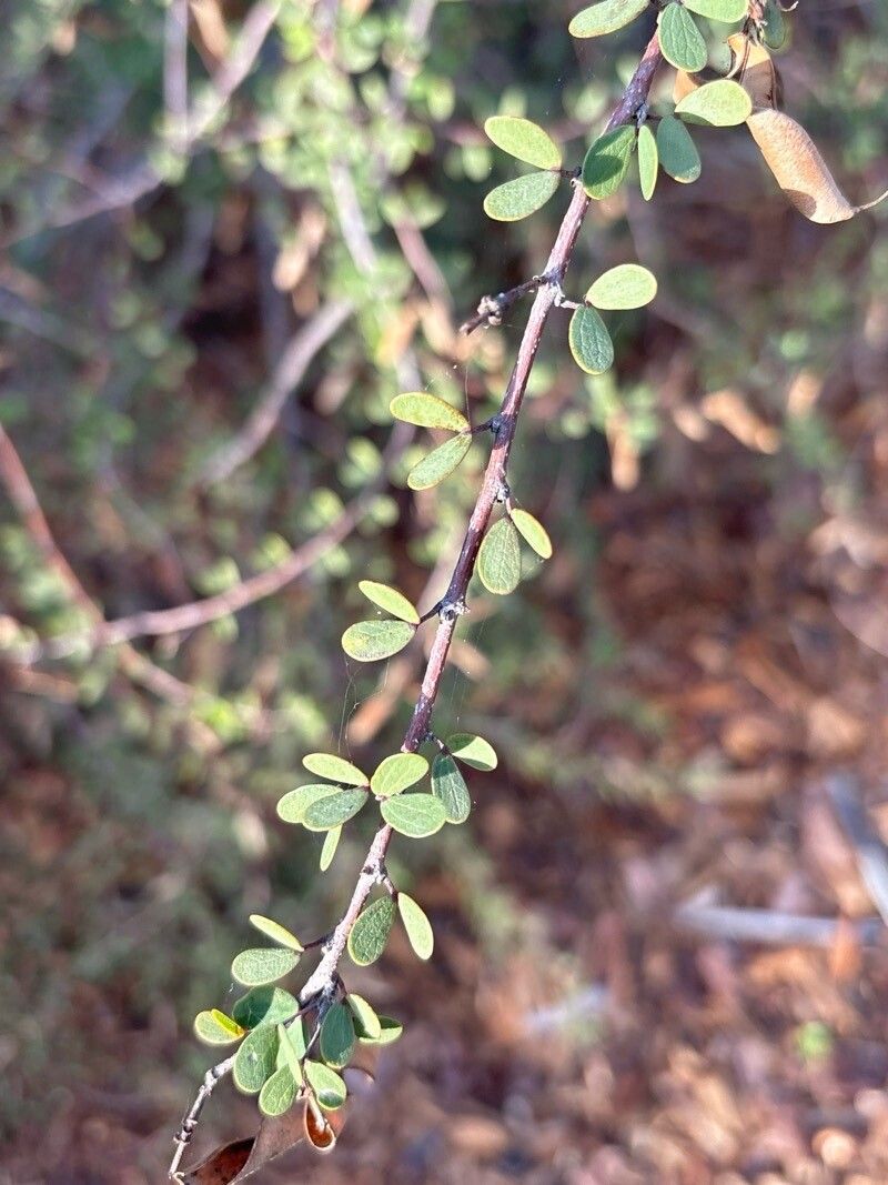 Bauhinia grandidieri — houseplant care guide