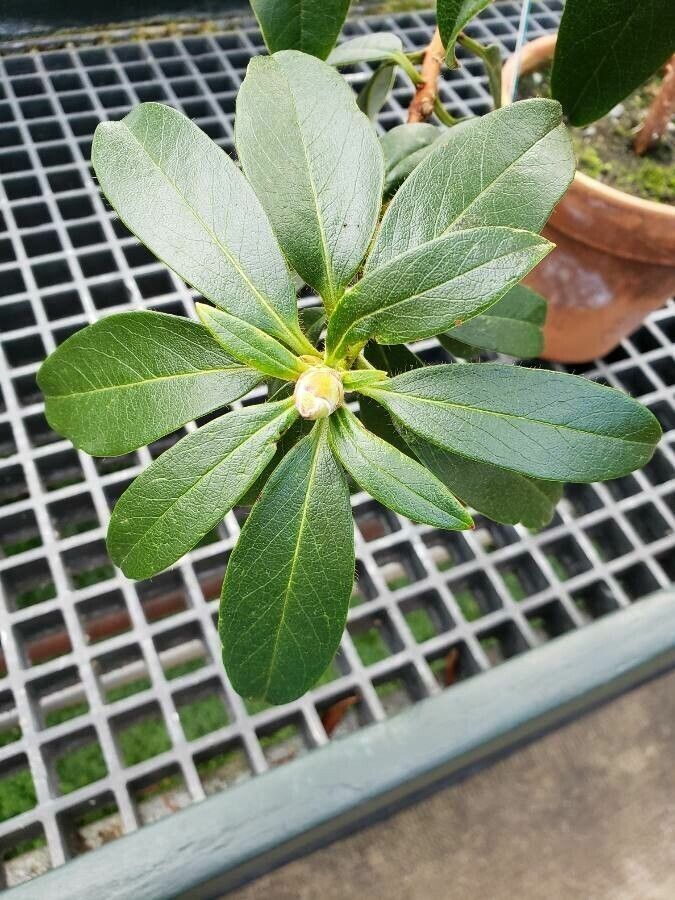 Rhododendron veitchianum leaf