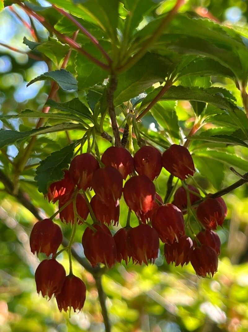 Enkianthus cernuus — related species from the same genus