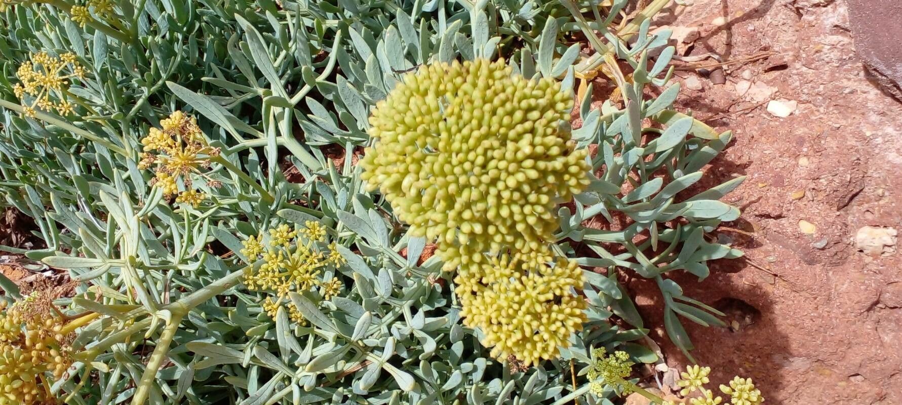 Lomatium latilobum — houseplant care guide