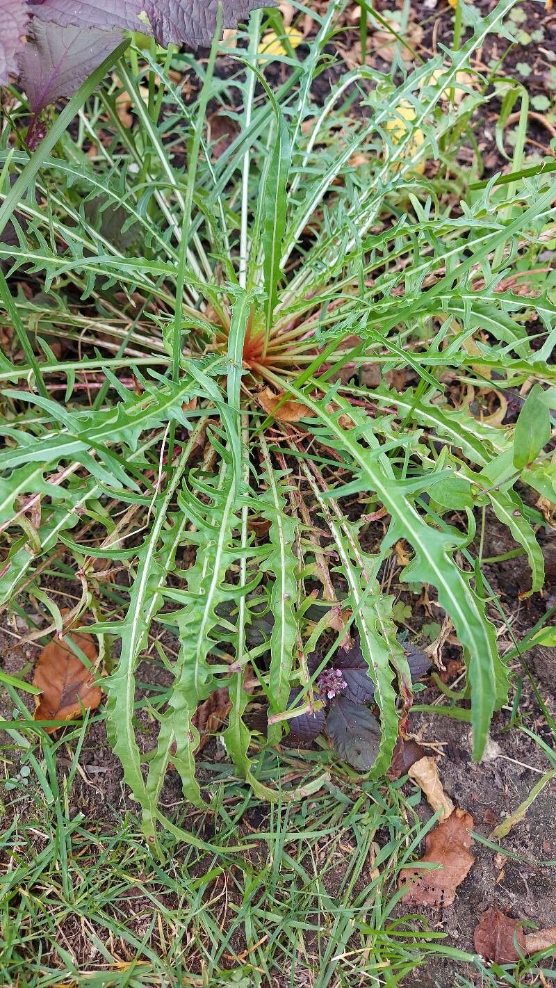 Oenothera flava — search result for 'Oenothera'