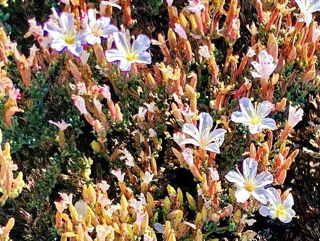 Frankenia chilensis — related species from the same genus