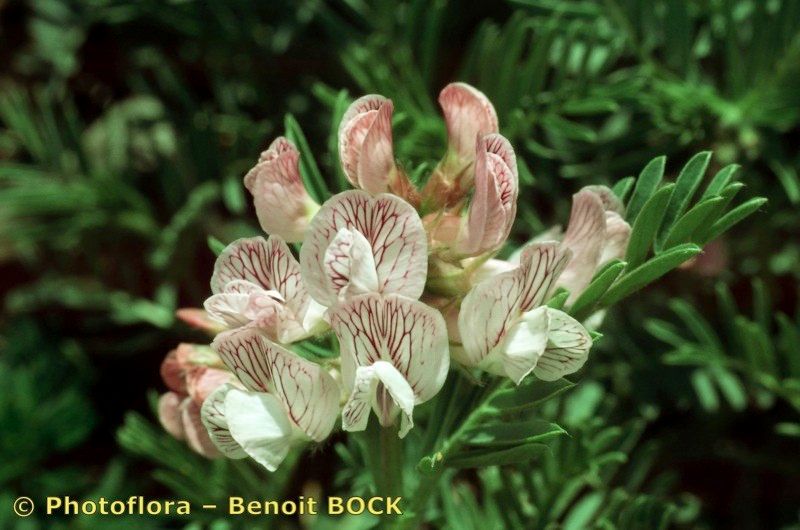 Vicia argentea flower