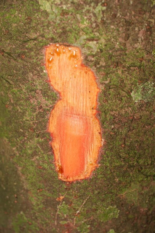 Pourouma mollis other