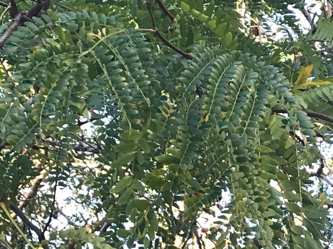 Cordyla africana leaf