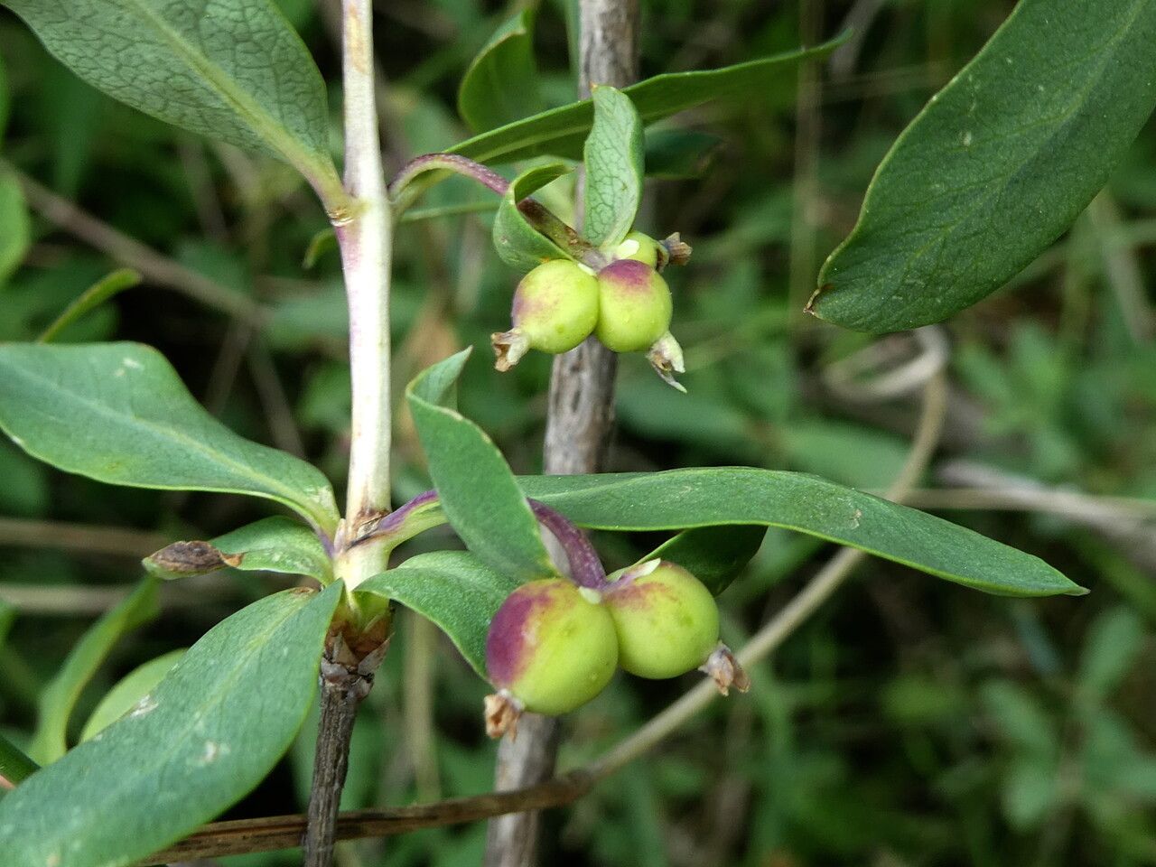 Lonicera pyrenaica fruit