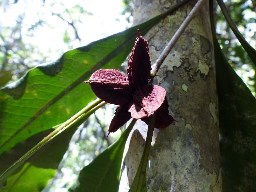 Pittosporum ornatum fruit