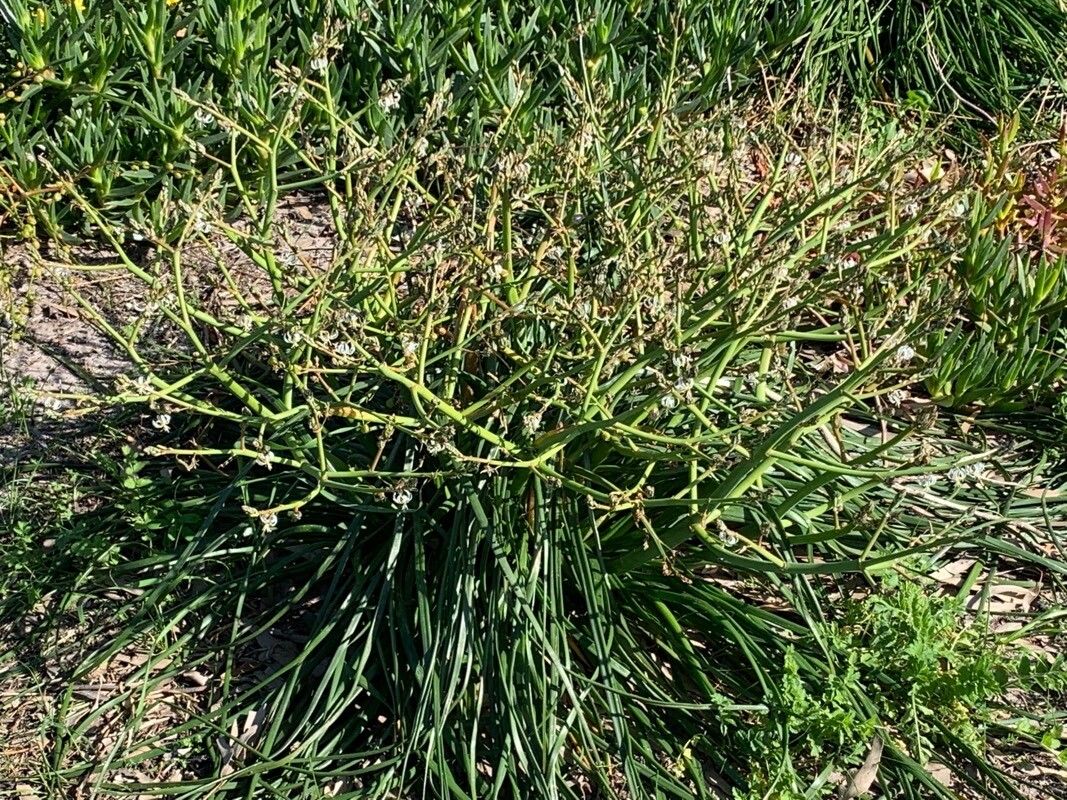 Trachyandra divaricata flower