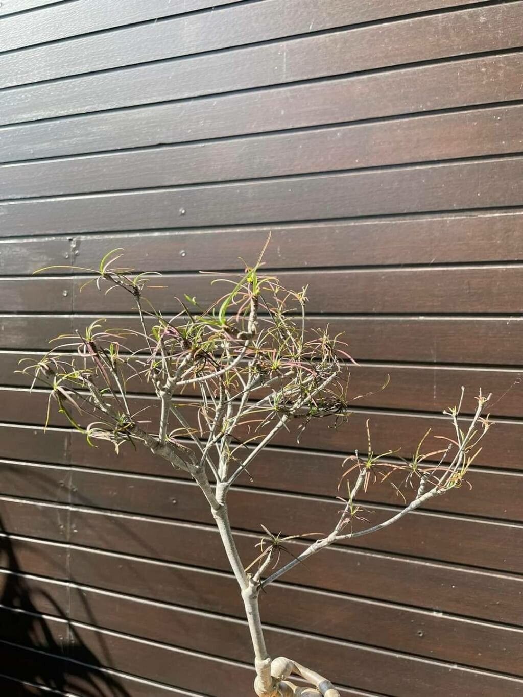 Euphorbia hedyotoides habit