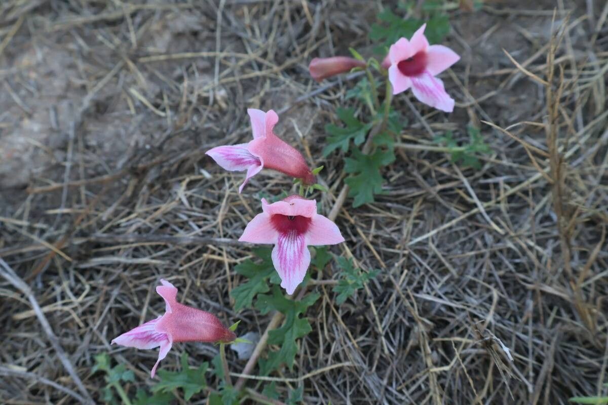 Sesamum senecioides flower
