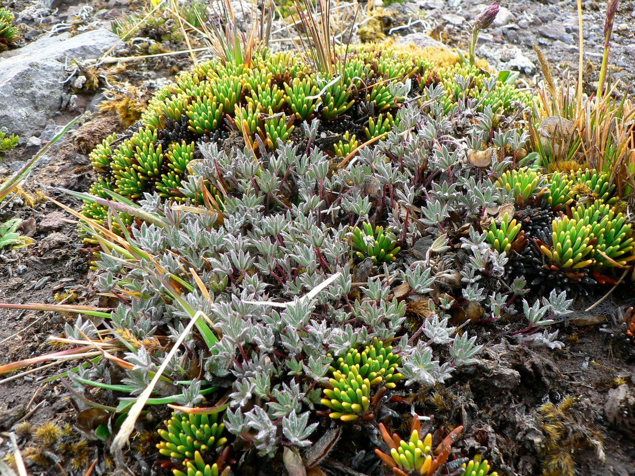 Lupinus kunthii habit