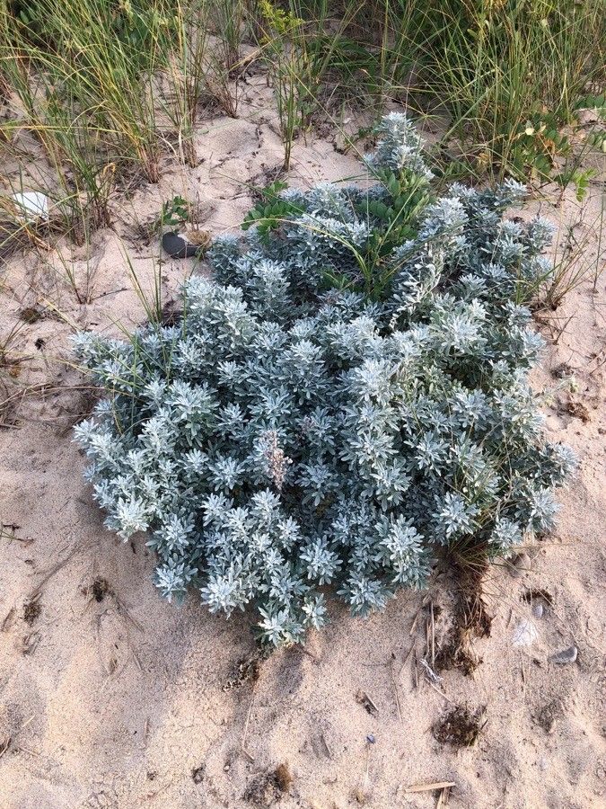 Artemisia stelleriana habit