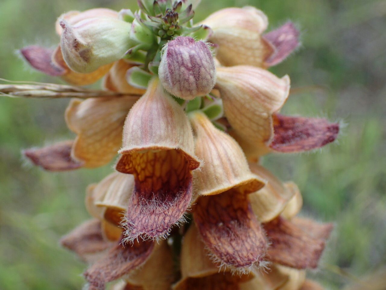 Digitalis ferruginea flower