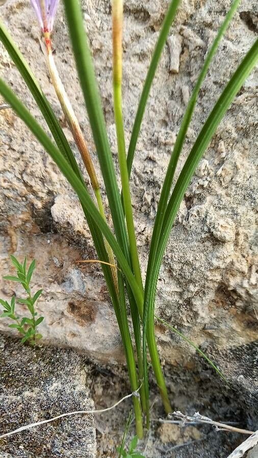 Moraea sisyrinchium bark